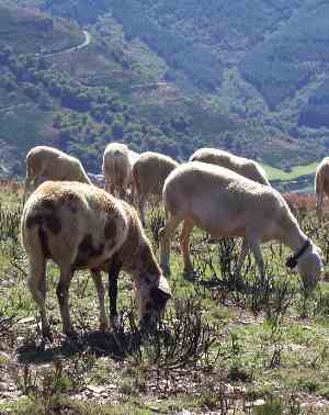 Sheep - moutons