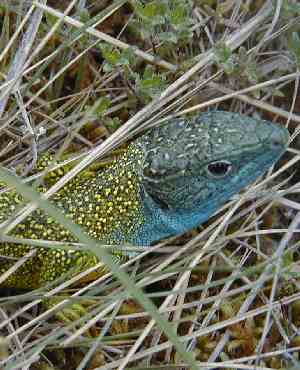 Green lizard - lèzard vert