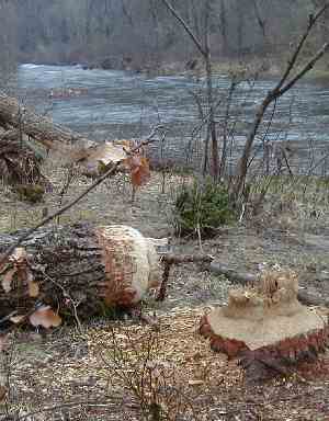Beaver damage - dégat de castors