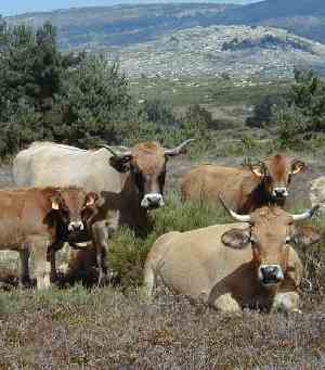 Cows - vaches