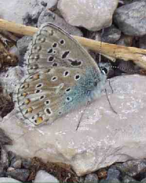 Butterfly - papillon