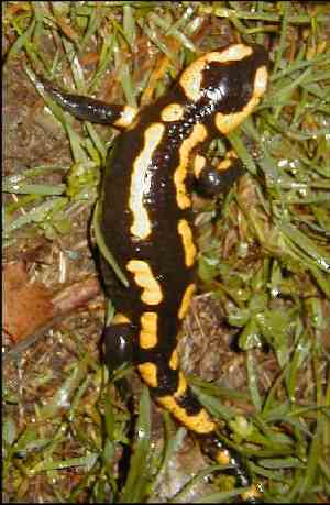 Salamander - salamandre