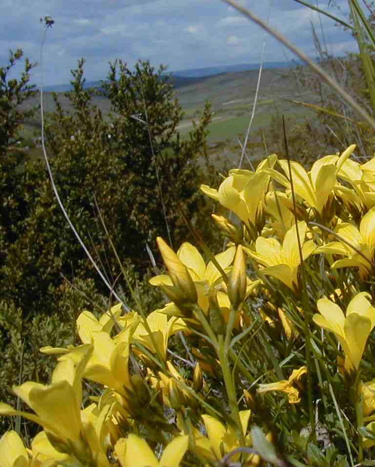 Linum campanulatum - Yellow Flax - Lin campanul�