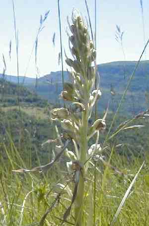 Himantoglossum hircinum - Lizard Orchid - Orchis bouc