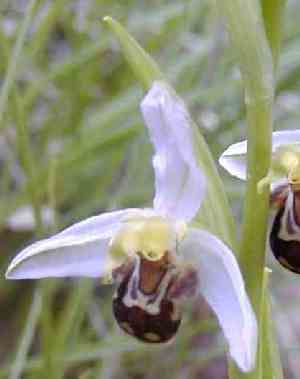 Orchis apifera - bee orchid - Orchis abeille