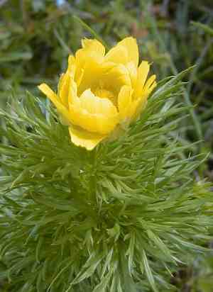 Adonis vernalis - Pheasant's eye - Adonis de printemps