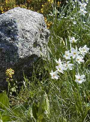 Narcissus poeticus - Narcissus - Narcisse-des-poetes