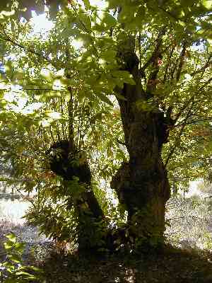 Chestnut - Ch�taignier