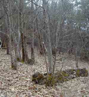 Coppiced chestnut plantation with bancel- châtaigneraie avec bancel