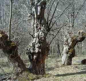 Chestnut grove - Châtaigneraie